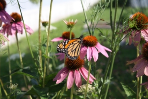 monarch butterfly on echinacea