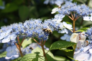 wild bee on hydrangea
