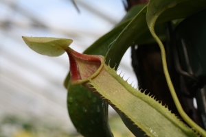 nepenthes, tropical pitcher plant