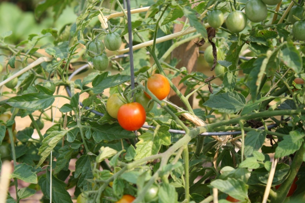 lizzano cherry tomato
