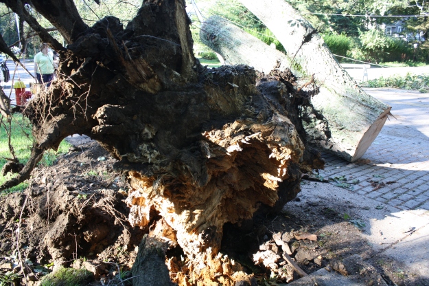 stump of fallen tree