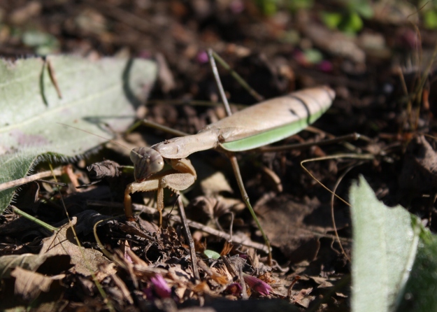 mantis close up