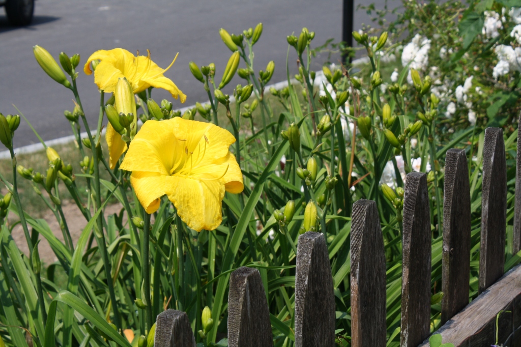 large yellow daylily