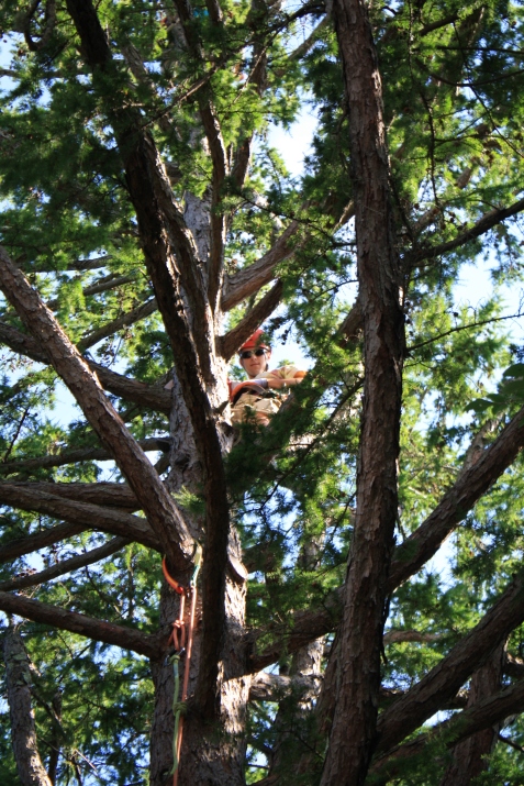 Louis in tree