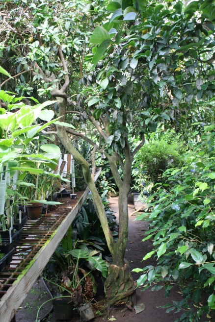 logee's greenhouse