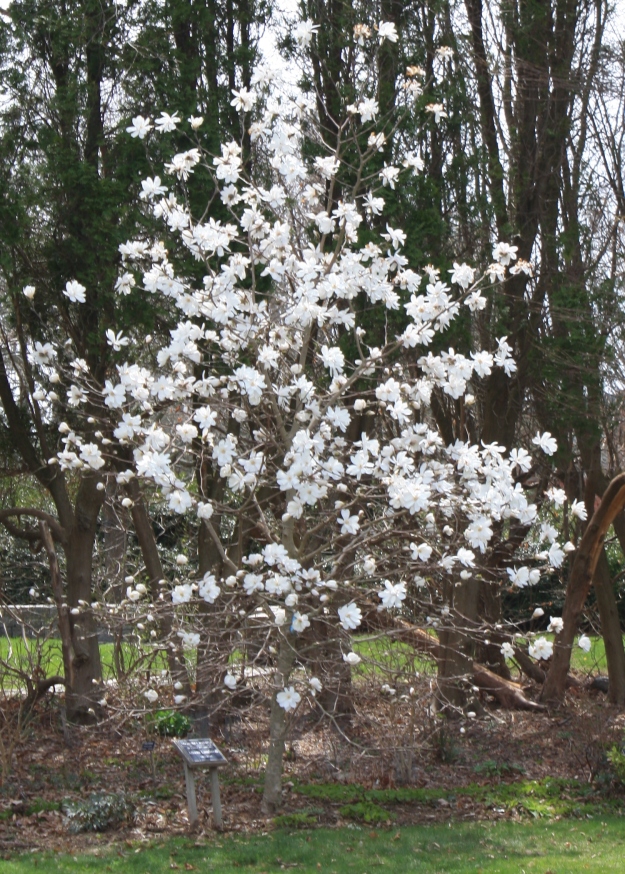 magnolia x loebneri