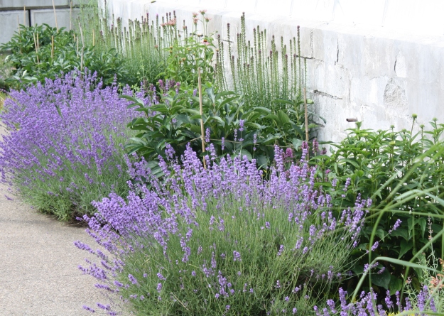 Lavender (Lavandula) growing along the sidewalk to the greenhouse.