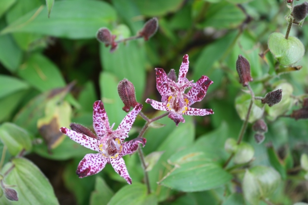 Toad Lily/Tricyrtis