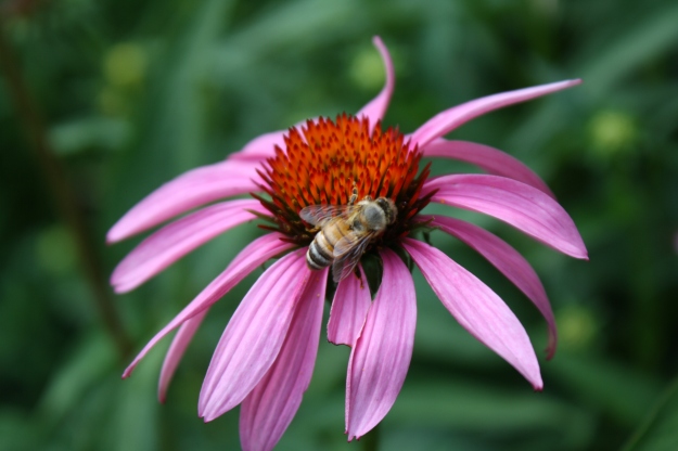 honey bee on echinacea