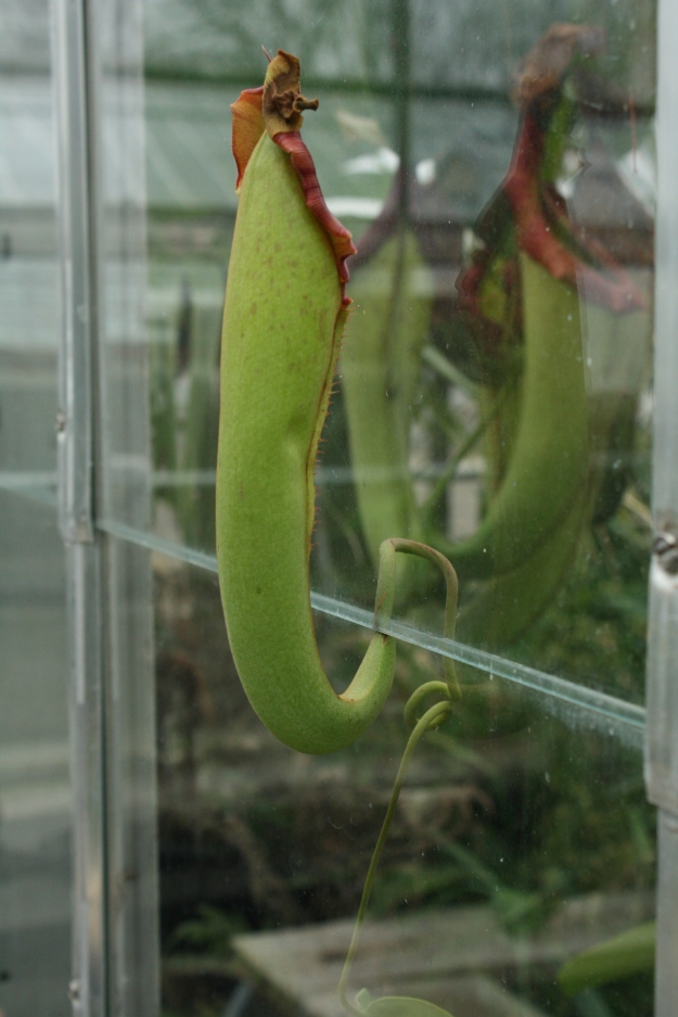 Tropical Pitcher Plant , Nepenthes