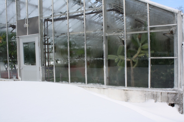 greenhouse and drifted snow