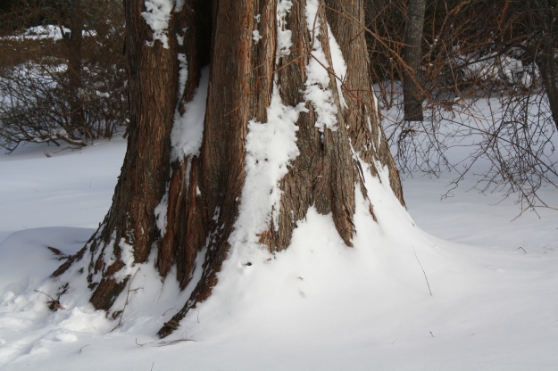 metasequoia trunk