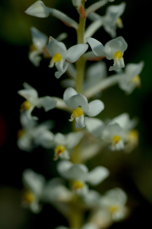 jewel orchid